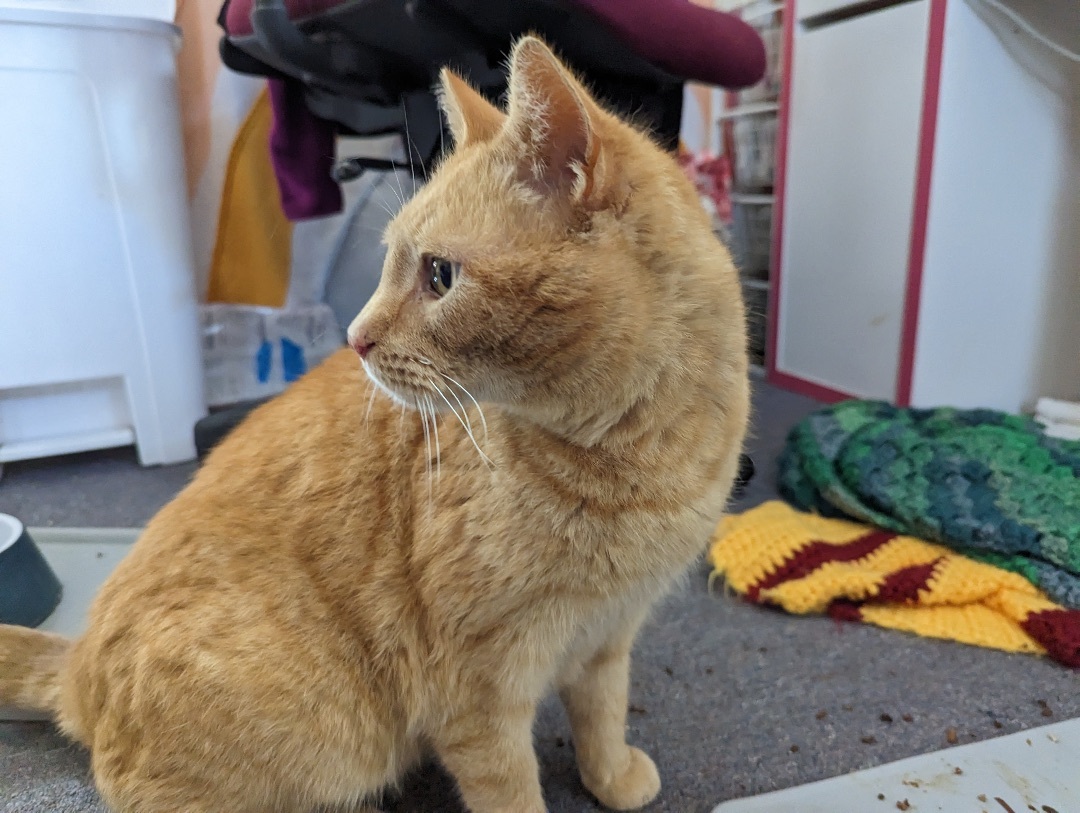 Enlarge Chester, a Adoptable Tabby in Philadelphia, PA image 8/12