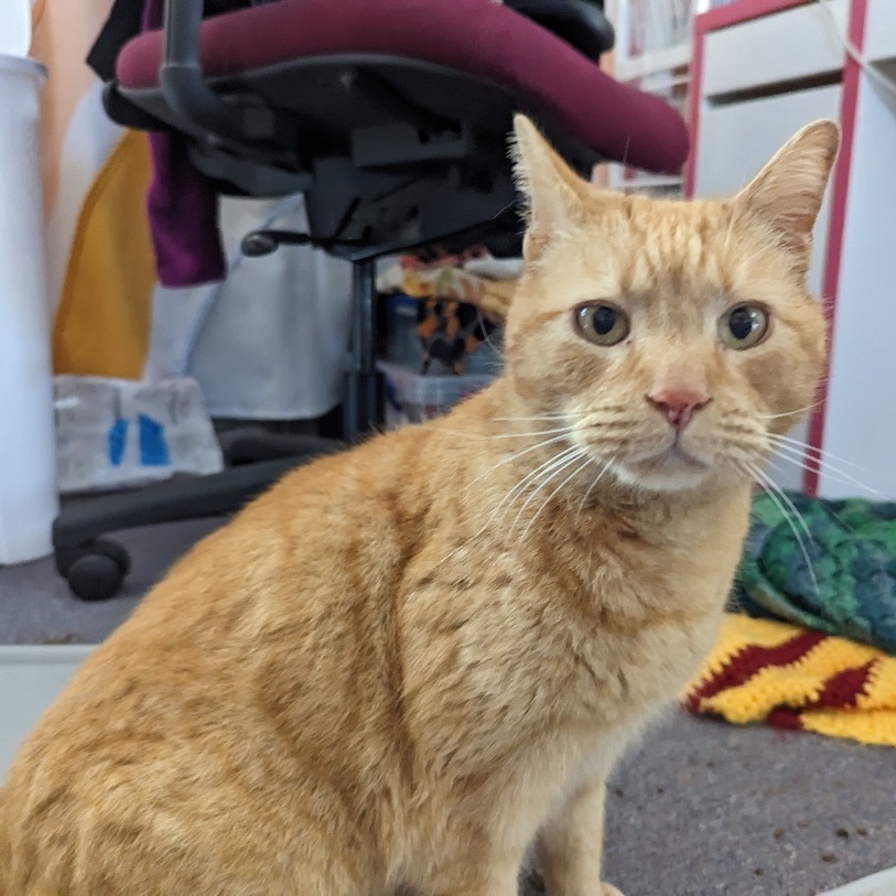 Chester, Adoptable, Young Male Tabby.