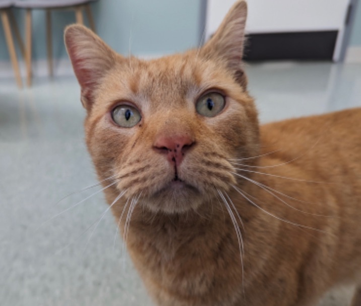 Enlarge Chester, a Adoptable Tabby in Philadelphia, PA image 9/12