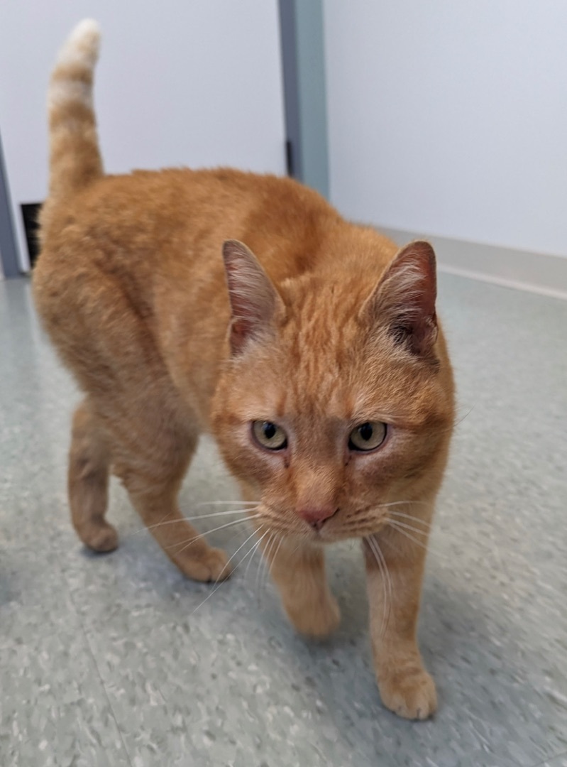 Enlarge Chester, a Adoptable Tabby in Philadelphia, PA image 10/12