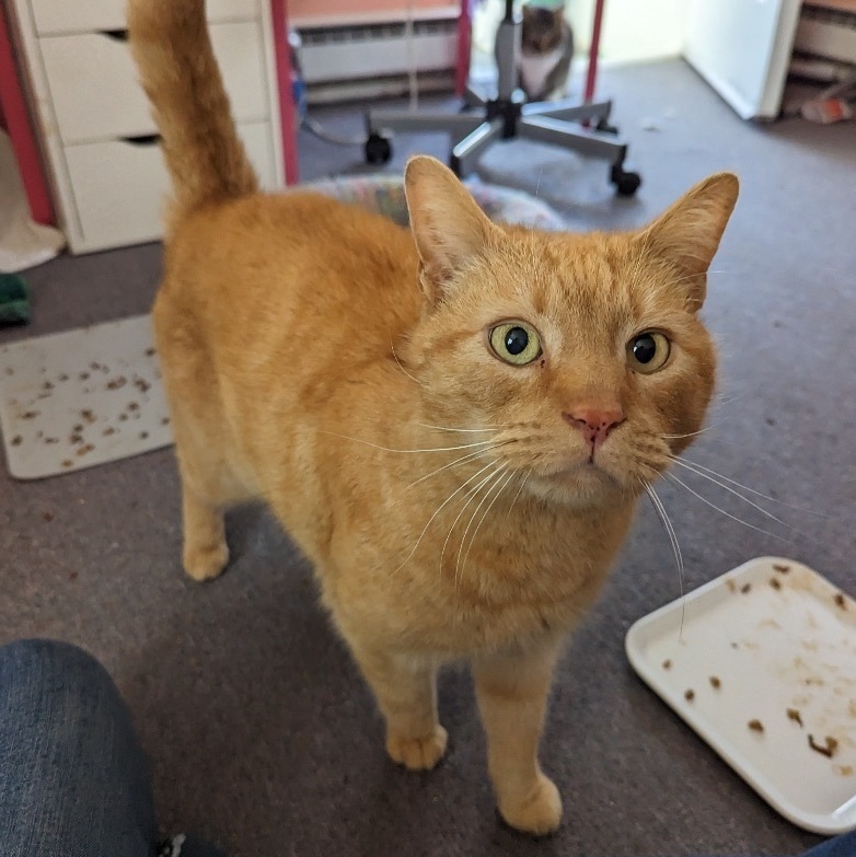 Enlarge Chester, a Adoptable Tabby in Philadelphia, PA image 11/12