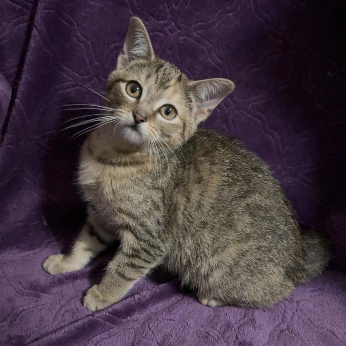 Enlarge Sassafras, a ADOPTABLE Domestic Short Hair in Bentonville, AR image 1/1