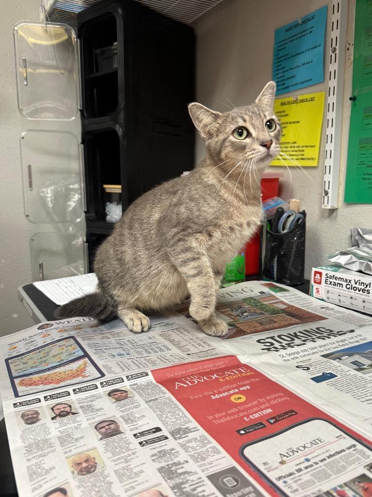 Mandy, Adoptable, Adult Female Domestic Short Hair.
