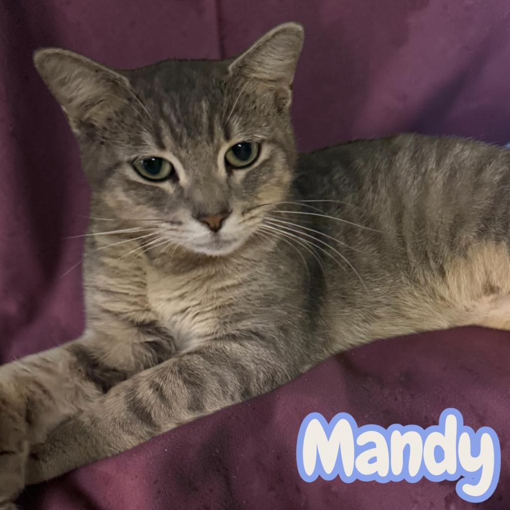 Enlarge Mandy, a Adoptable Domestic Short Hair in Sorrento, LA image 2/2