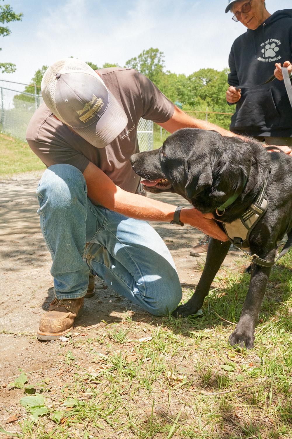 Jax, an adopted Black Labrador Retriever in Floyd, VA image 2/5