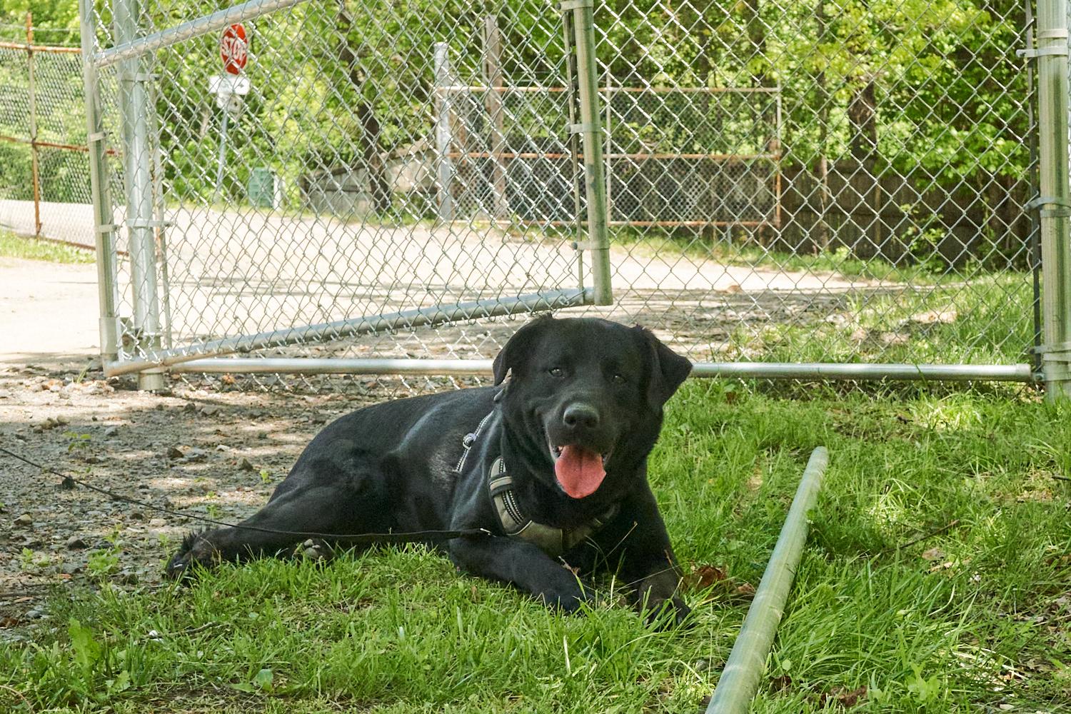 Jax, adopted, Adult Male Black Labrador Retriever.