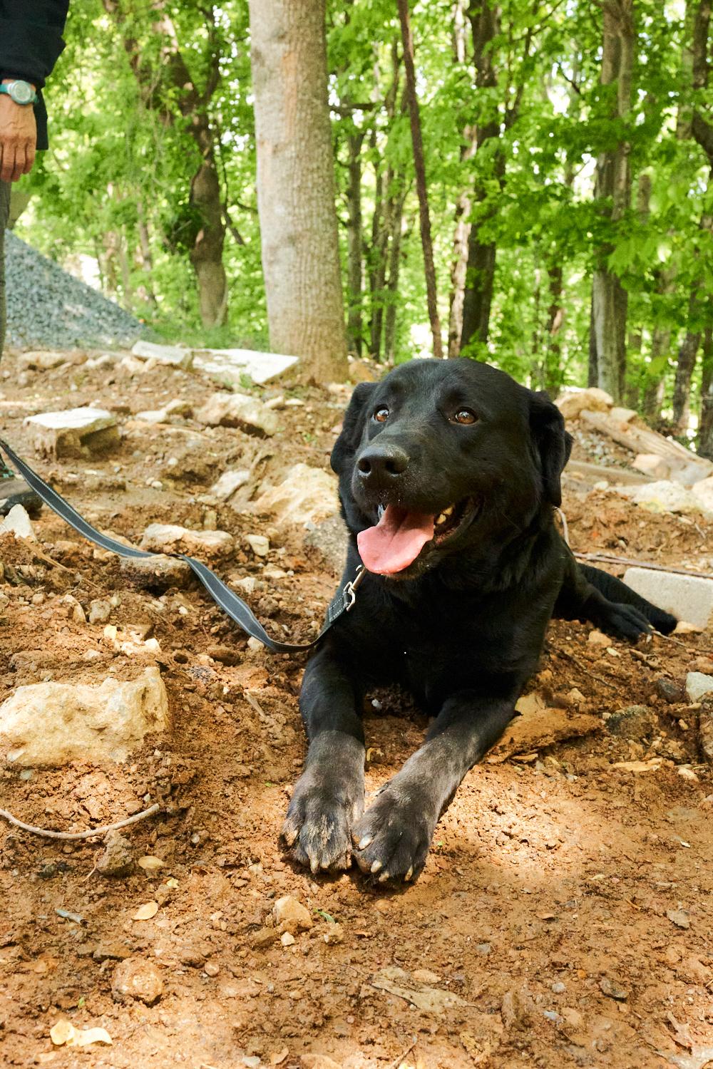 Jax, an adopted Black Labrador Retriever in Floyd, VA image 5/5