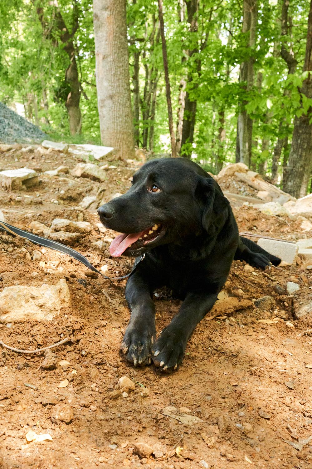 Jax, an adopted Black Labrador Retriever in Floyd, VA image 3/5