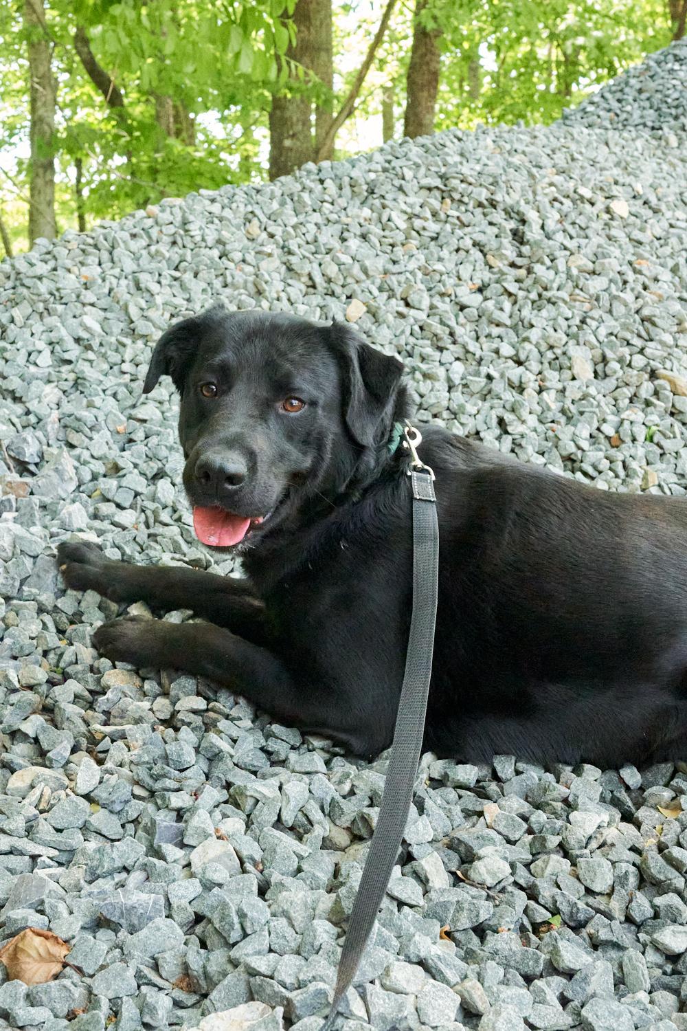 Jax, an adopted Black Labrador Retriever in Floyd, VA image 4/5