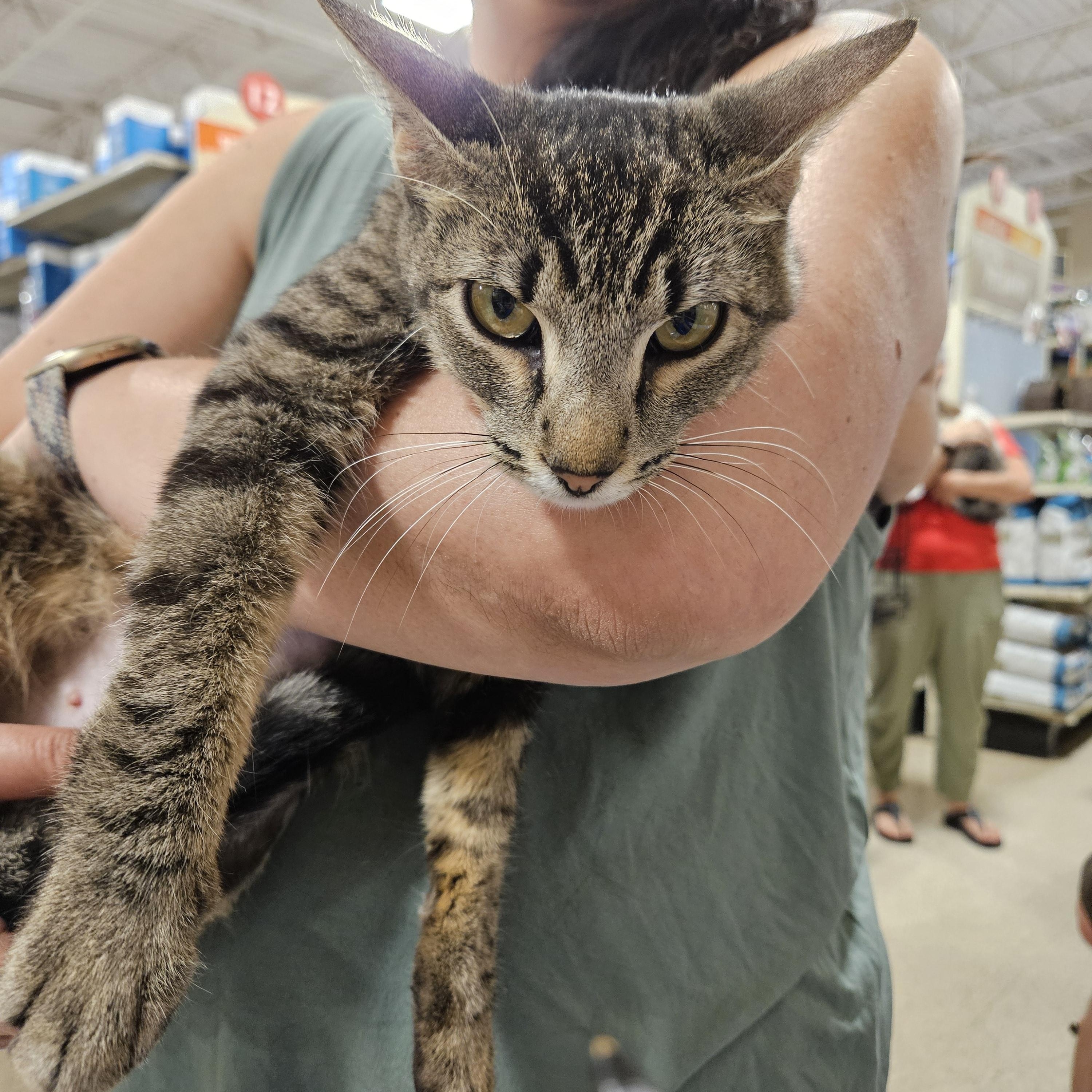 Marvel N. ** Snuggle Muffin Domestic Short Hair Cat