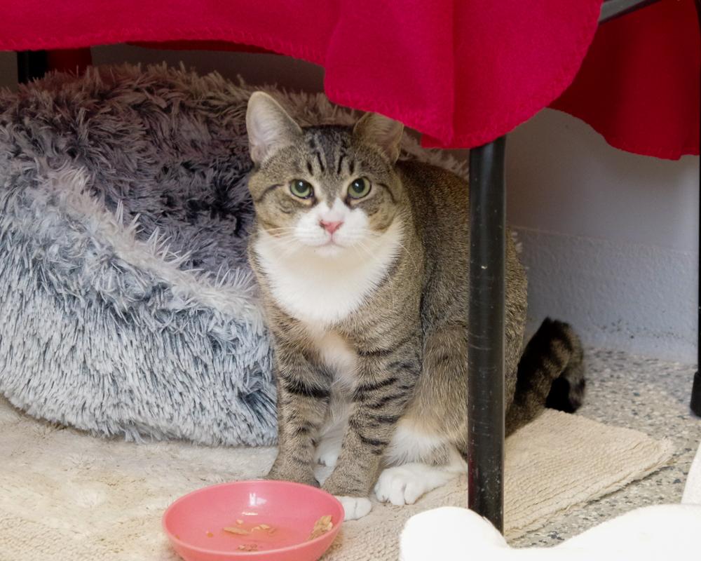 Enlarge Hughey, a ADOPTABLE American Shorthair in Scituate, MA image 3/3