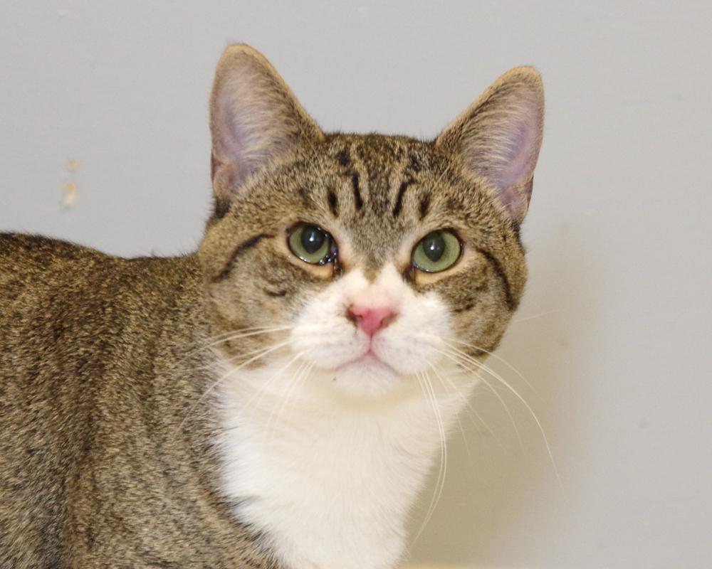 Enlarge Hughey, a ADOPTABLE American Shorthair in Scituate, MA image 1/1