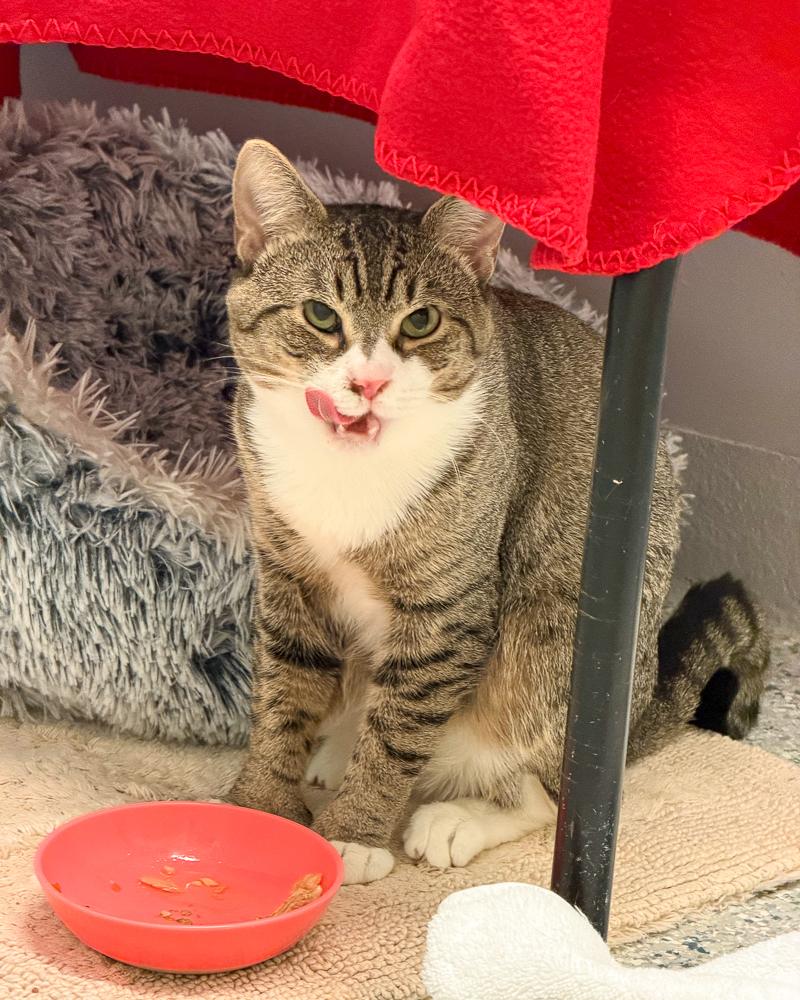 Enlarge Hughey, a ADOPTABLE American Shorthair in Scituate, MA image 2/3