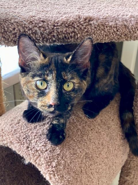 Enlarge Tobby, an adopted mixed breed in Ilderton, ON image 2/3