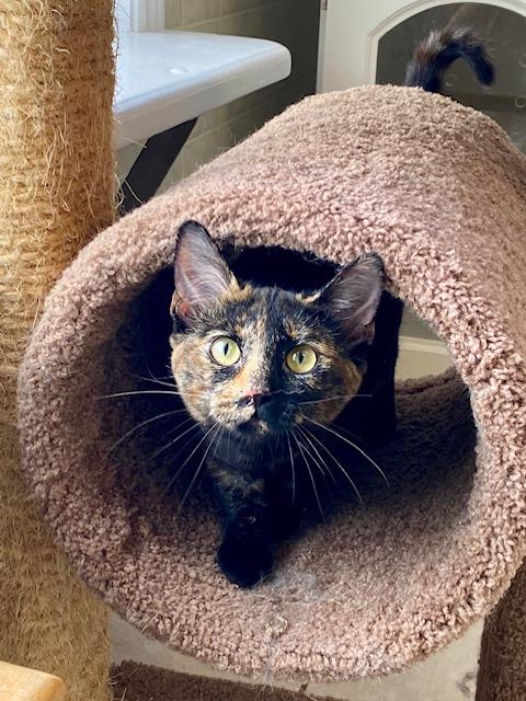 Enlarge Tobby, an adopted mixed breed in Ilderton, ON image 1/3