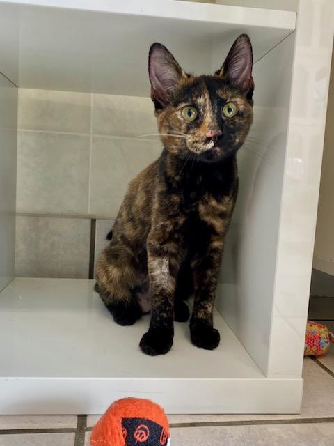 Enlarge Tobby, an adopted mixed breed in Ilderton, ON image 3/3