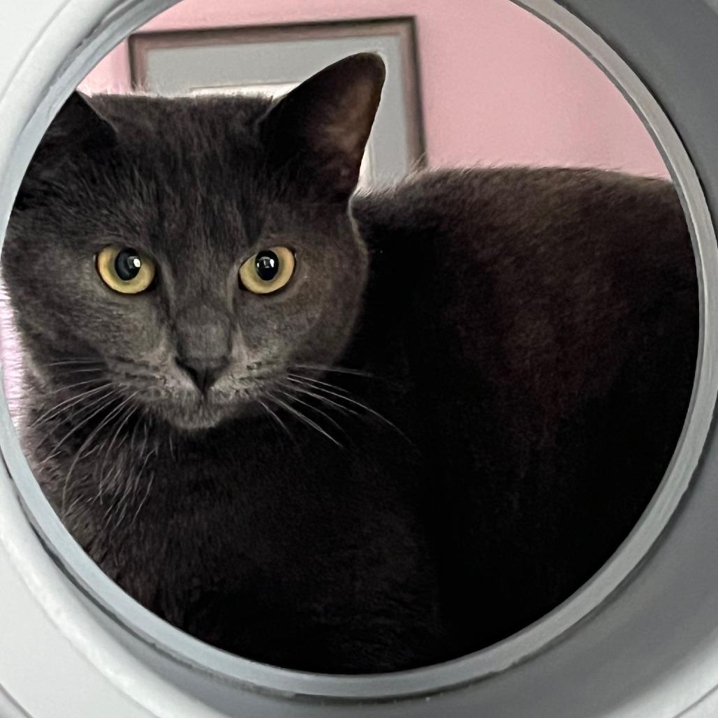 Marceline, Adoptable, Adult Female Domestic Short Hair.