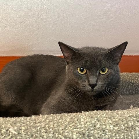 Marceline, Adoptable, Adult Female Domestic Short Hair.