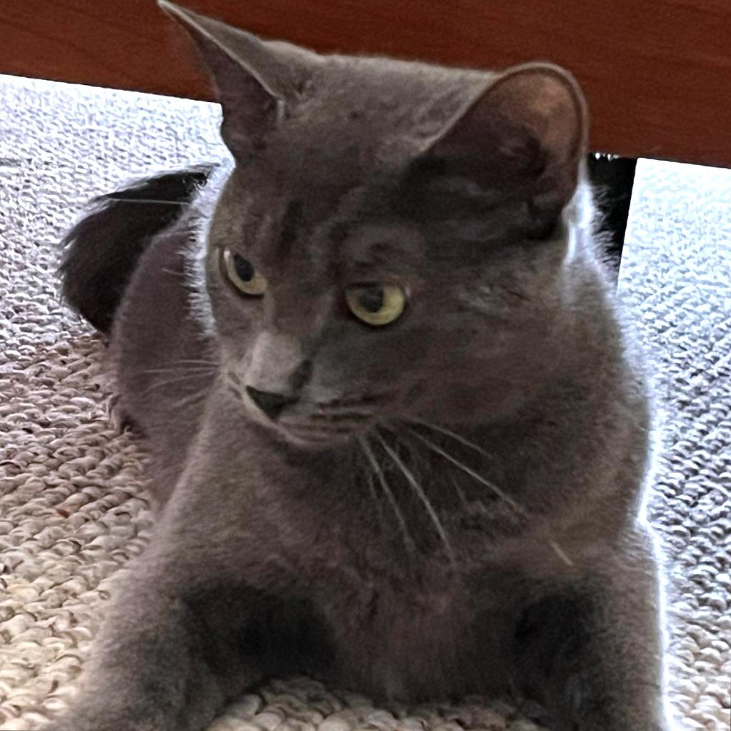 Enlarge Marceline, a Adoptable Domestic Short Hair in Providence, RI image 2/6