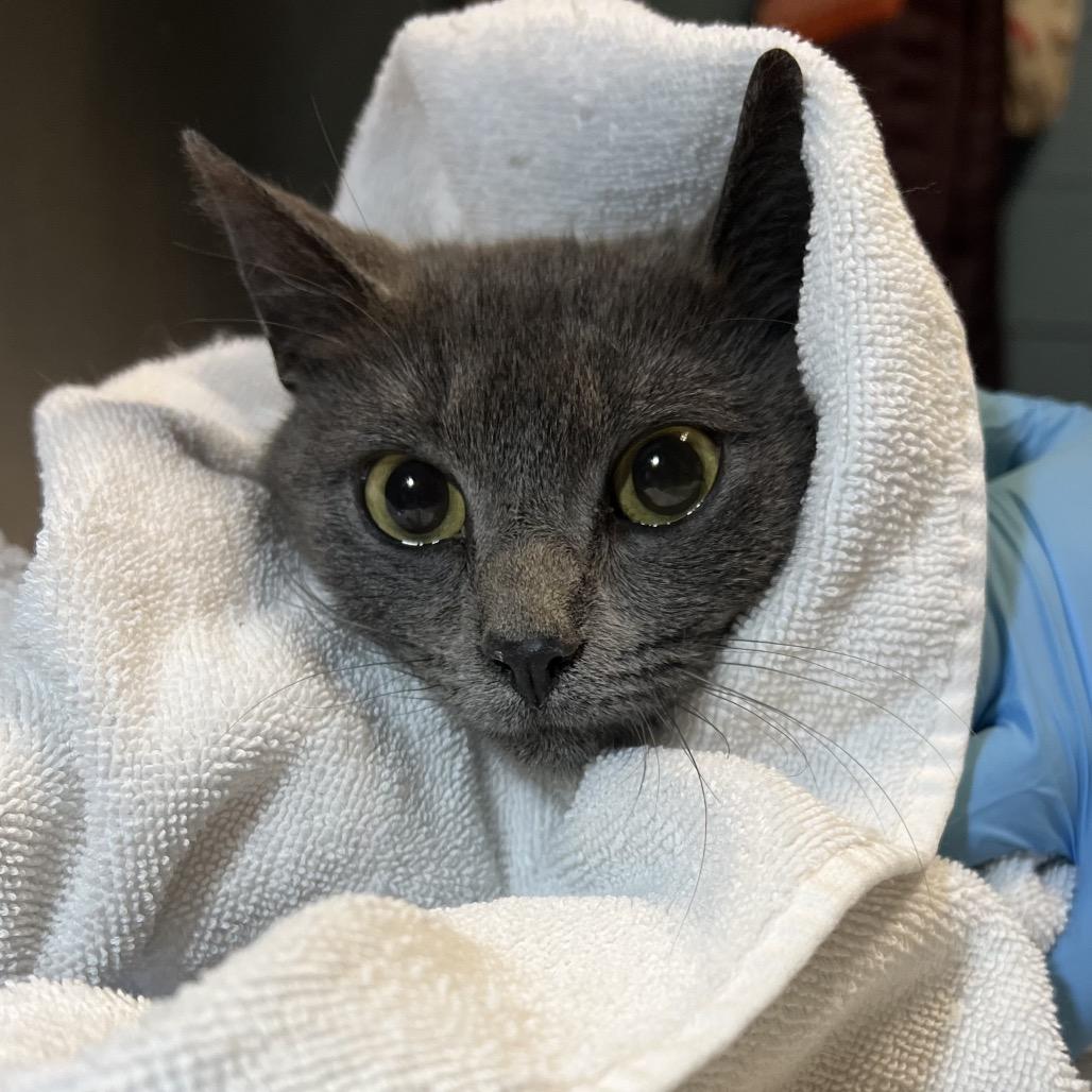 Enlarge Marceline, a Adoptable Domestic Short Hair in Providence, RI image 2/6