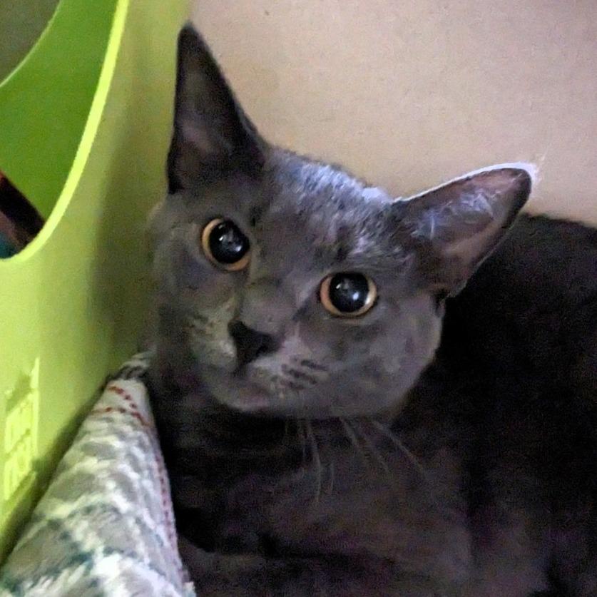 Enlarge Marceline, a Adoptable Domestic Short Hair in Providence, RI image 3/6