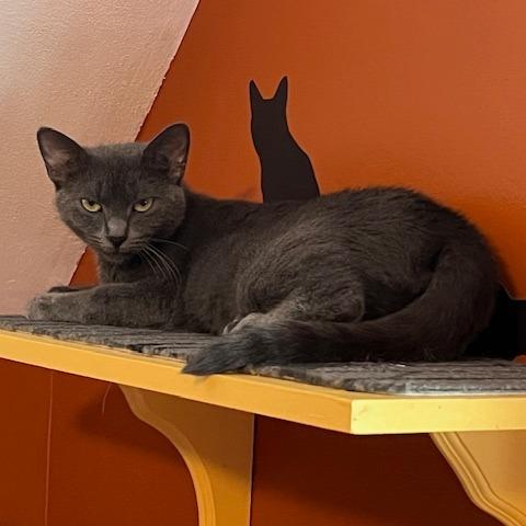 Enlarge Marceline, a Adoptable Domestic Short Hair in Providence, RI image 4/6