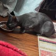 Enlarge Marceline, a Adoptable Domestic Short Hair in Providence, RI image 5/6