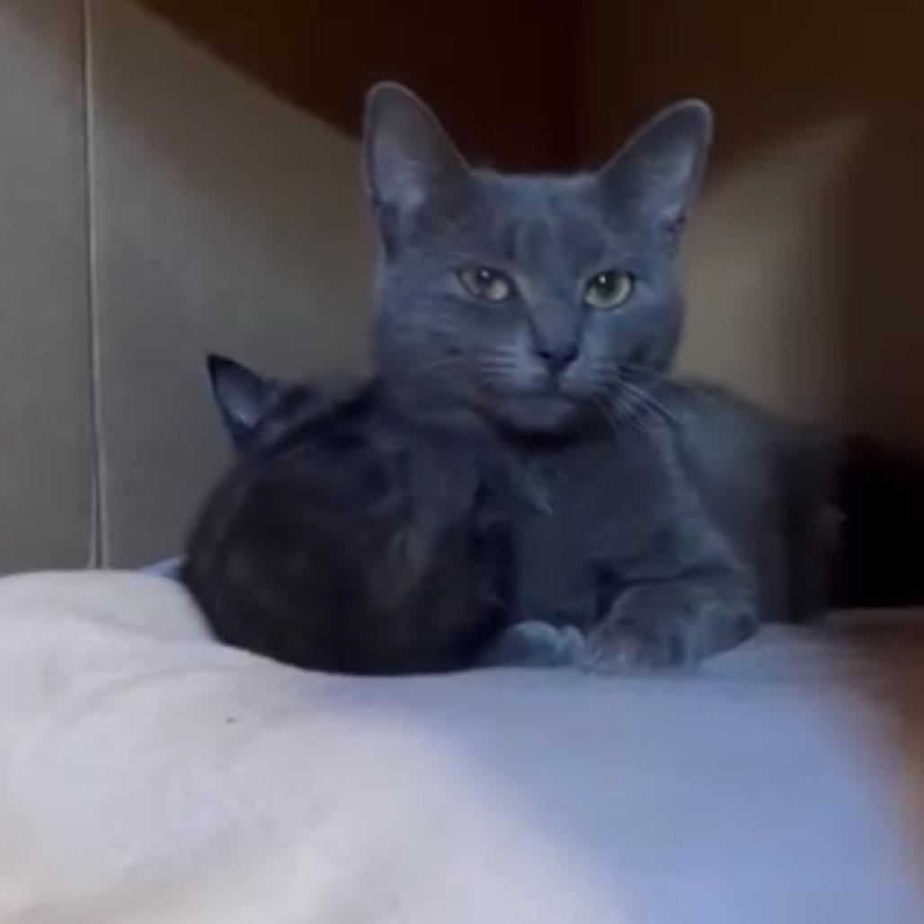 Enlarge Marceline, a Adoptable Domestic Short Hair in Providence, RI image 6/6