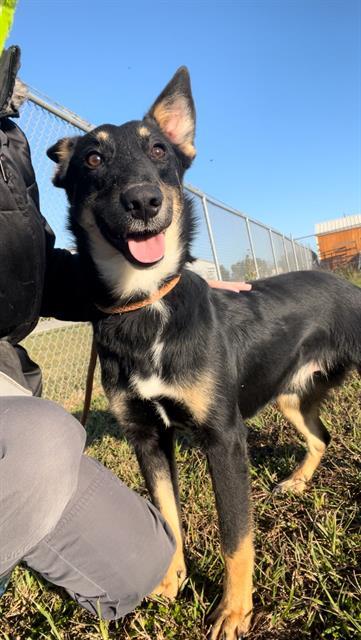 CHUMBA, Adoptable, Adult Male German Shepherd Dog & Mixed Breed.