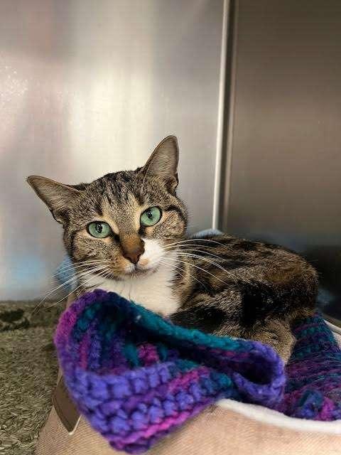 STARFLAKE, an adoptable Domestic Short Hair in Ironwood, MI, 49938 | Photo Image 2