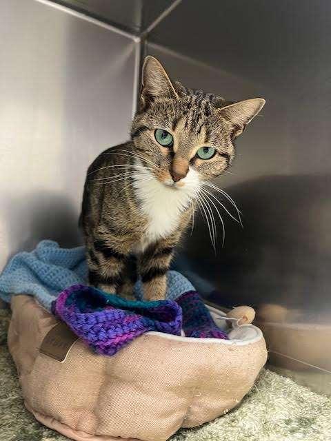 STARFLAKE, an adoptable Domestic Short Hair in Ironwood, MI, 49938 | Photo Image 1