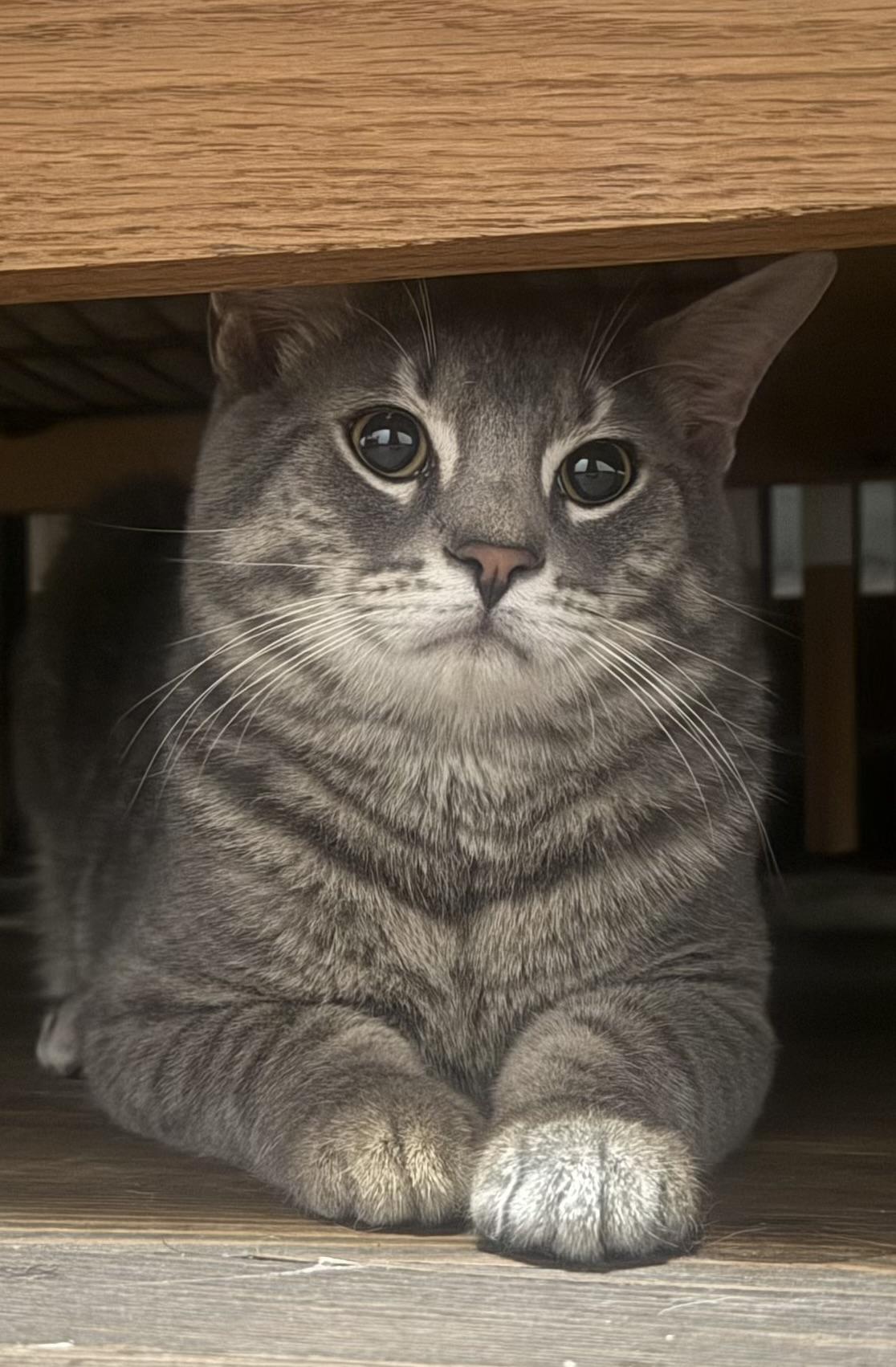 Dwayne , ADOPTABLE, Adult Male Tabby.