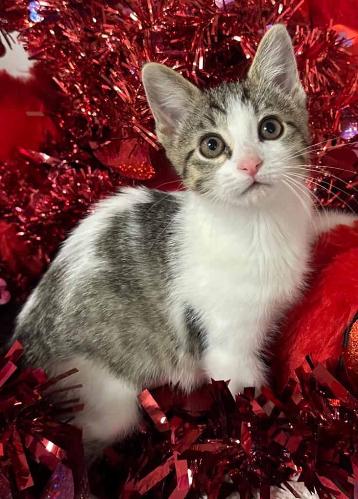 11/11/25 - Jane, Adopted, Kitten Female Domestic Short Hair.
