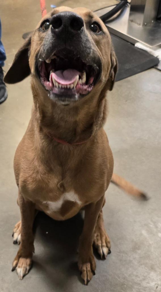 Davey, a Adoptable mixed breed in Murphysboro, IL image 2/6