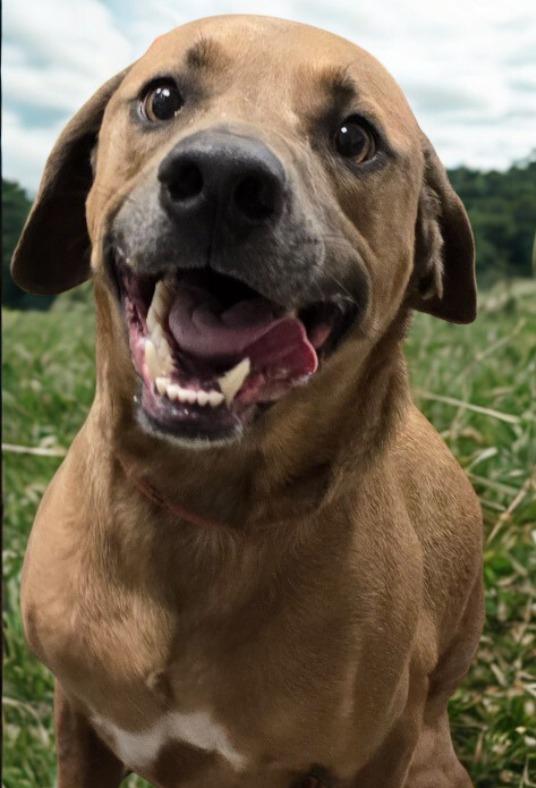 Davey, a Adoptable mixed breed in Murphysboro, IL image 3/6