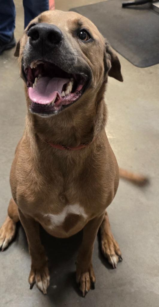 Davey, a Adoptable mixed breed in Murphysboro, IL image 4/6