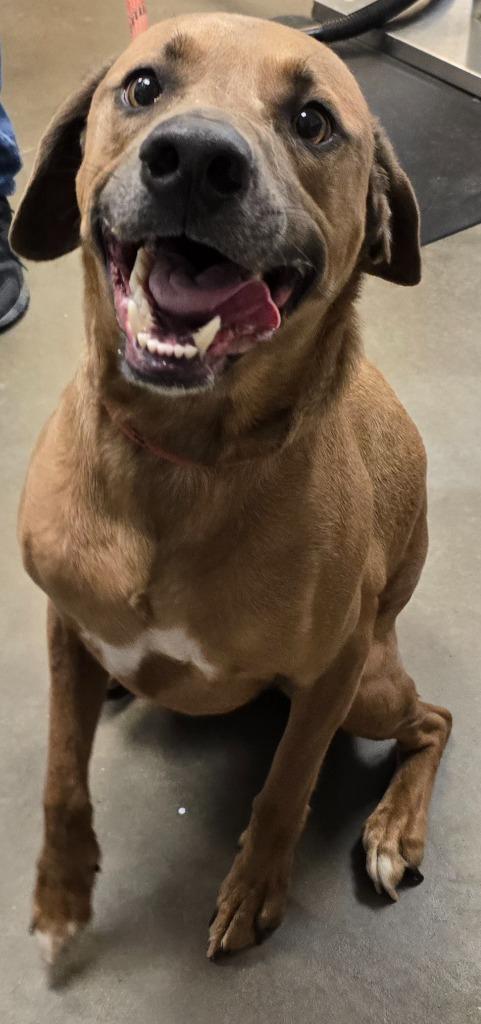 Davey, a Adoptable mixed breed in Murphysboro, IL image 5/6