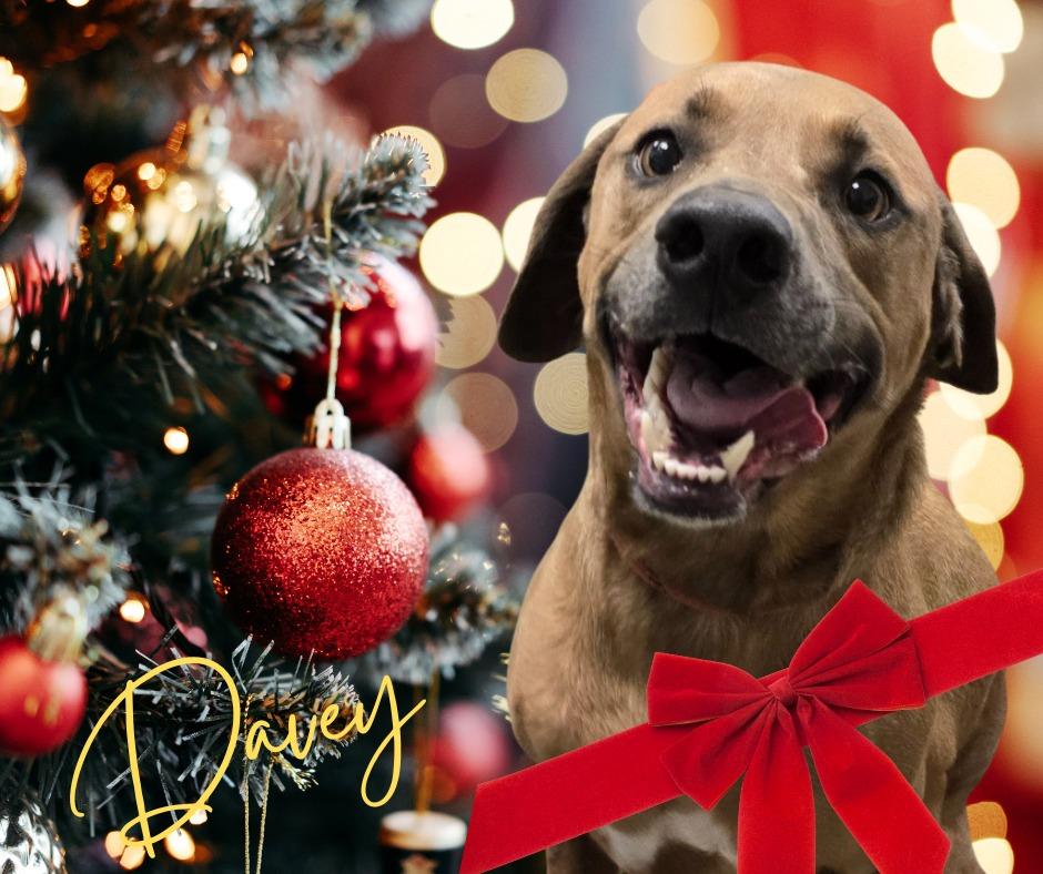 Davey, a Adoptable mixed breed in Murphysboro, IL image 6/6