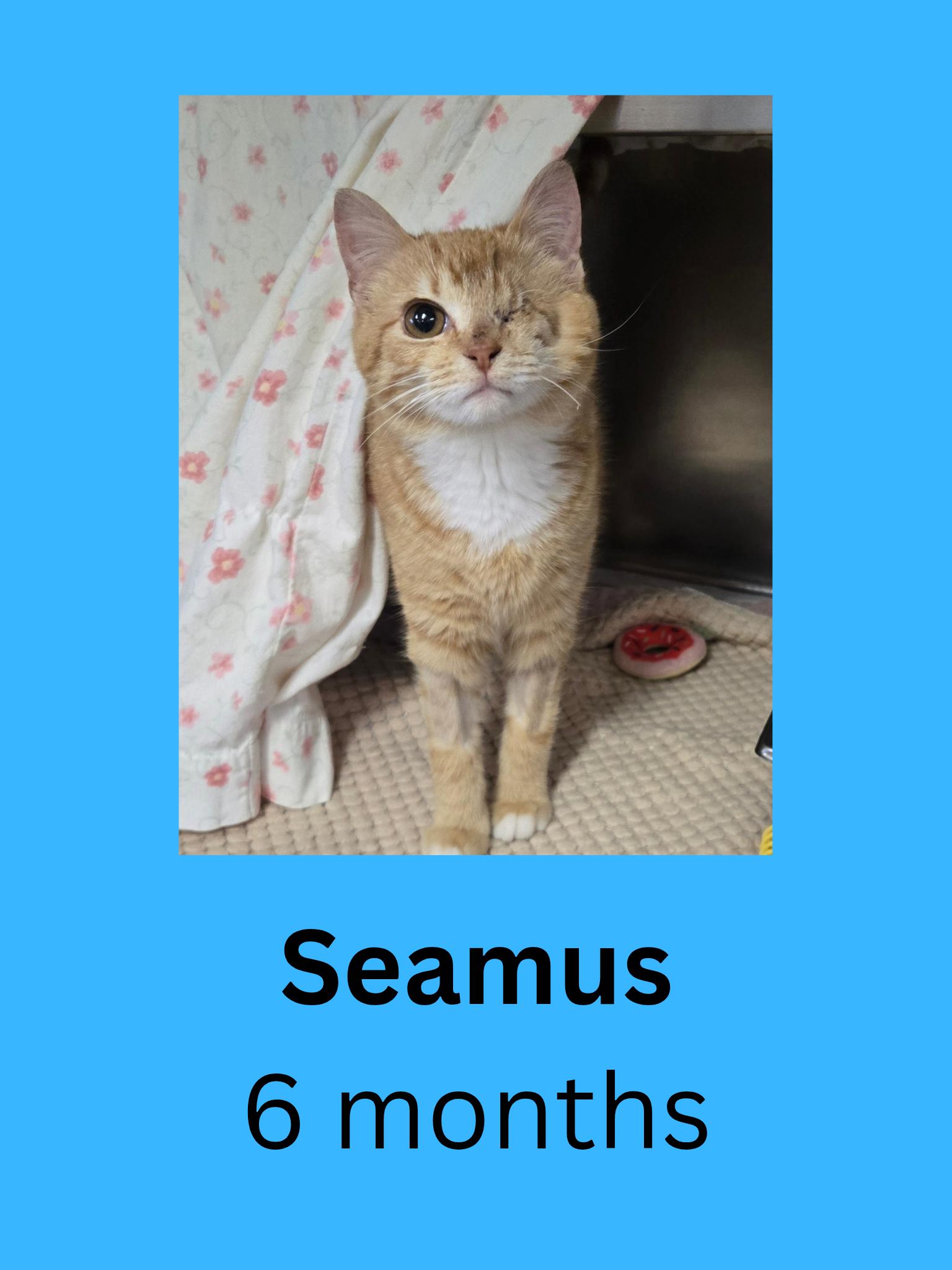 Seamus, adopted, Young Male Domestic Short Hair.