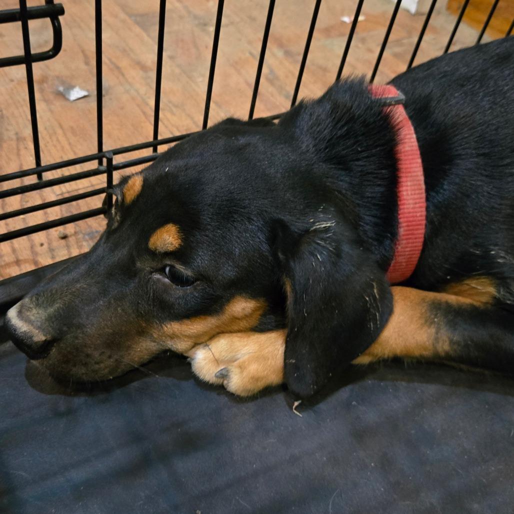 Enlarge Laverne, a Adoptable Hound in Southington, OH image 1/1
