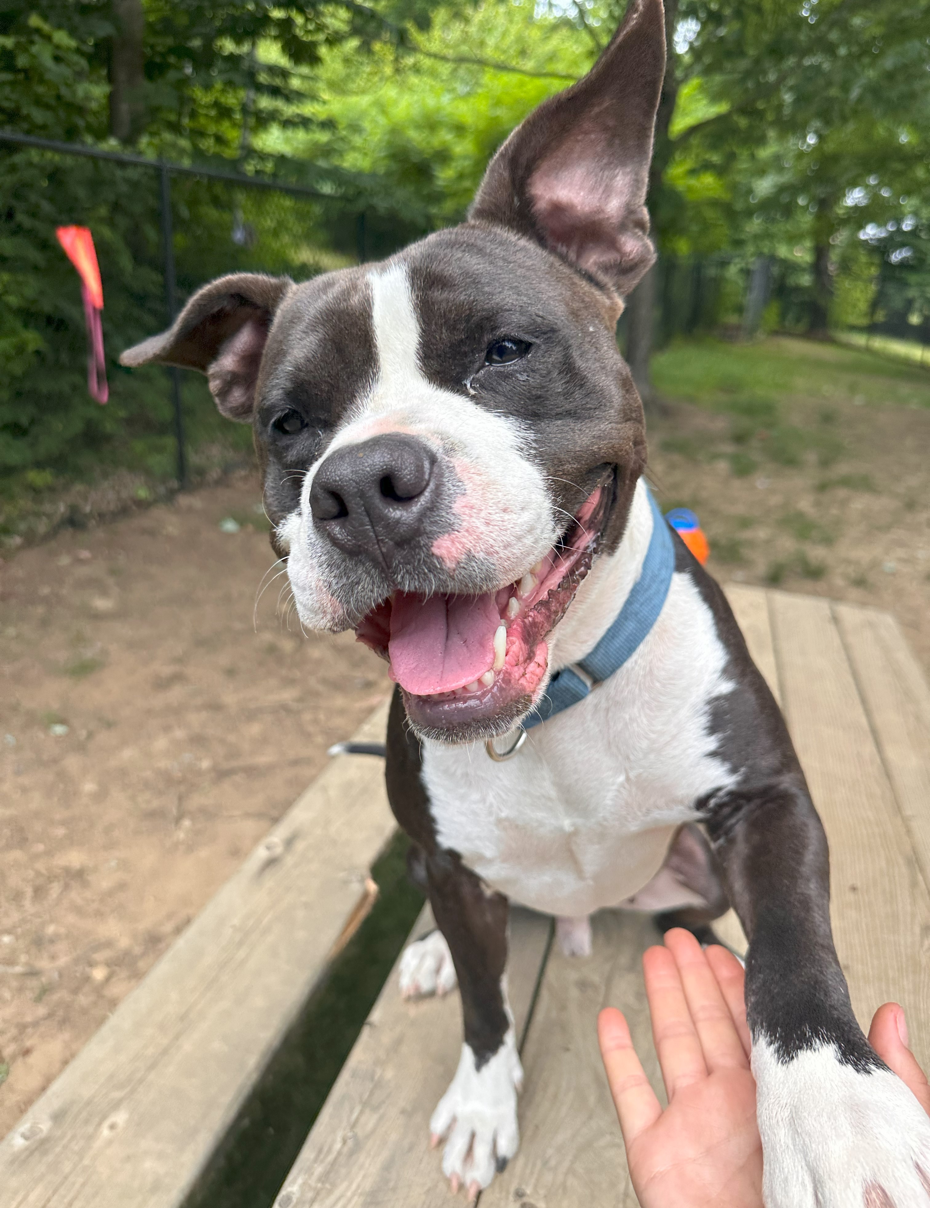 Dog for adoption Billy, a Mixed Breed in Chichester, NH Petfinder