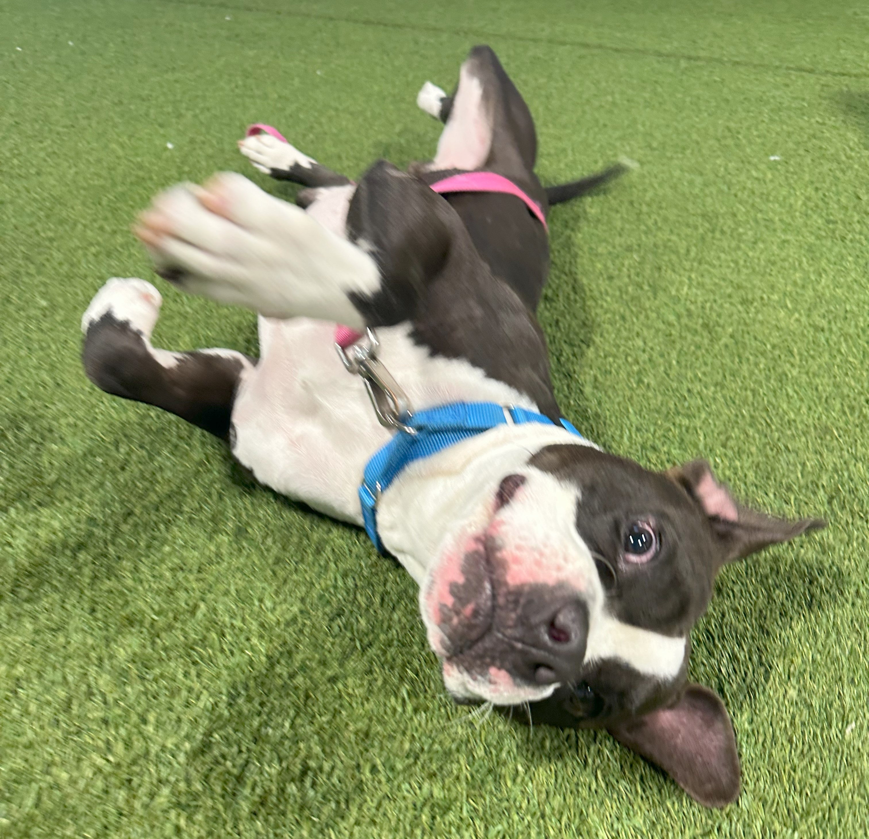 Dog for adoption Billy, a Mixed Breed in Chichester, NH Petfinder