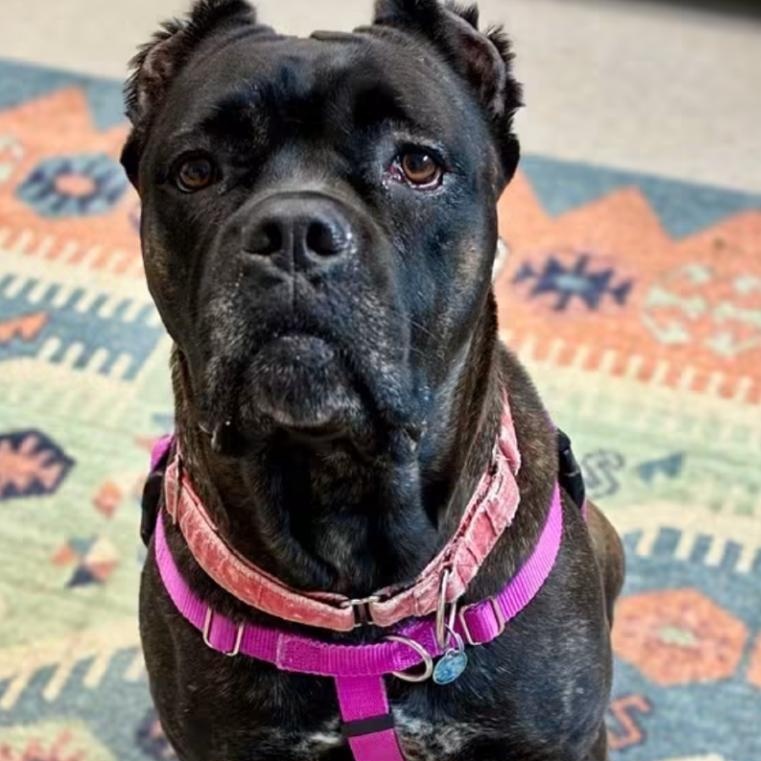 Enlarge Claire Bear in foster care, a Adoptable mixed breed in Minooka, IL image 4/4