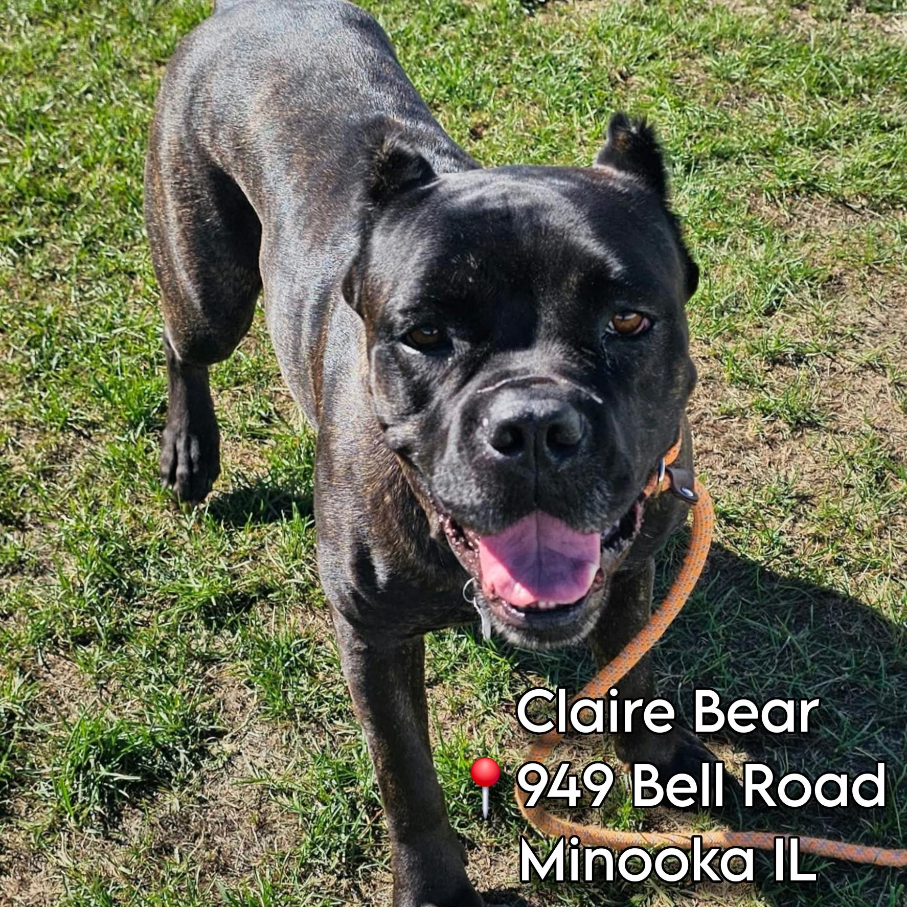 Claire Bear in foster care, Adoptable, Adult Female Cane Corso & Mastiff.
