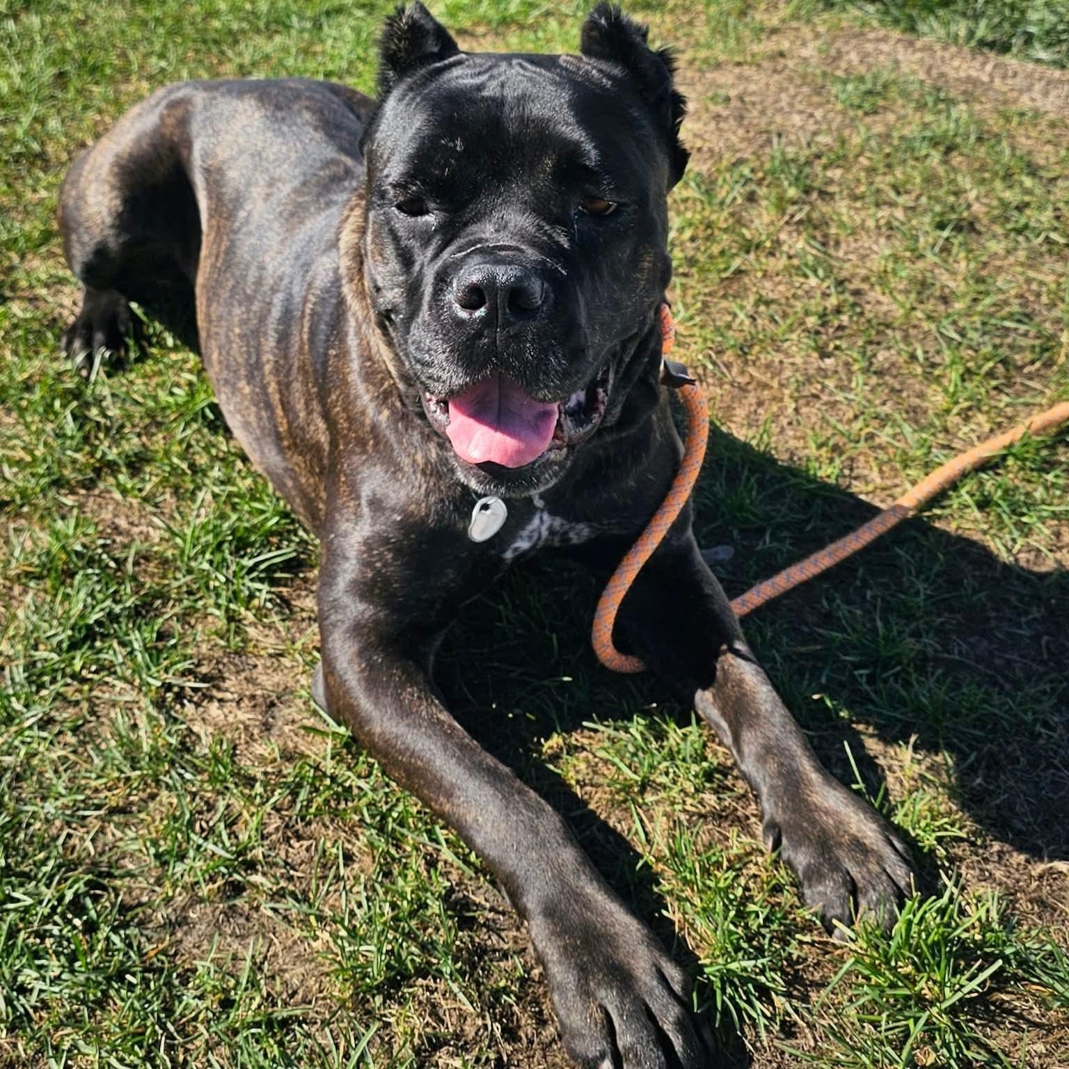 Enlarge Claire Bear in foster care, a Adoptable mixed breed in Minooka, IL image 3/4