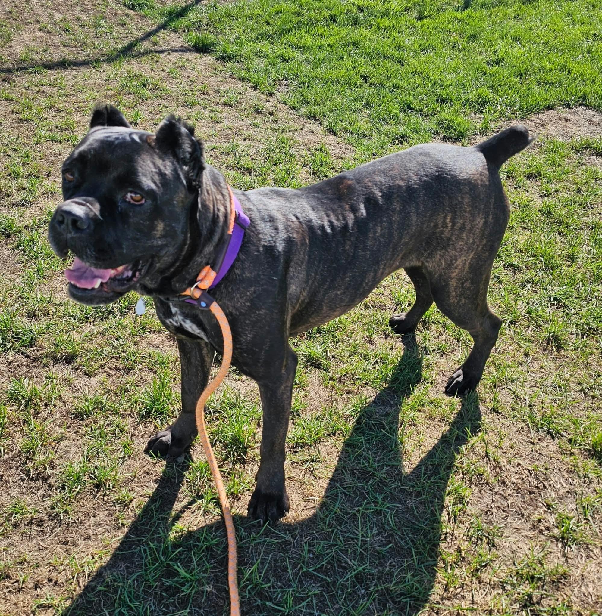 Enlarge Claire Bear in foster care, a Adoptable mixed breed in Minooka, IL image 2/4