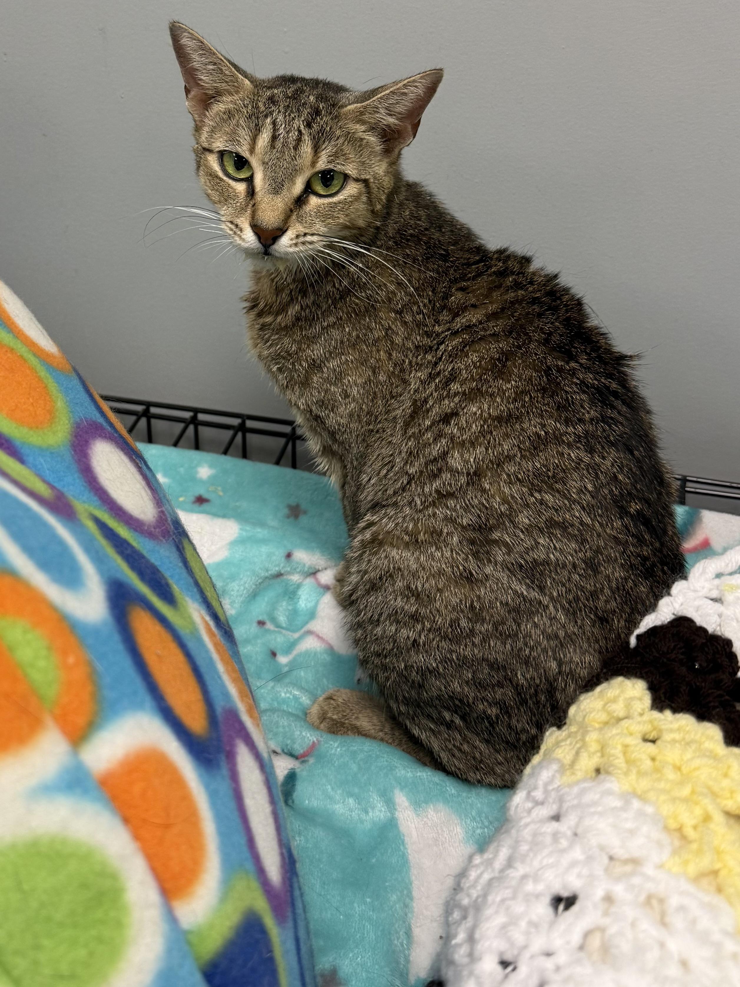 Misha, Adoptable, Adult Female Domestic Short Hair.