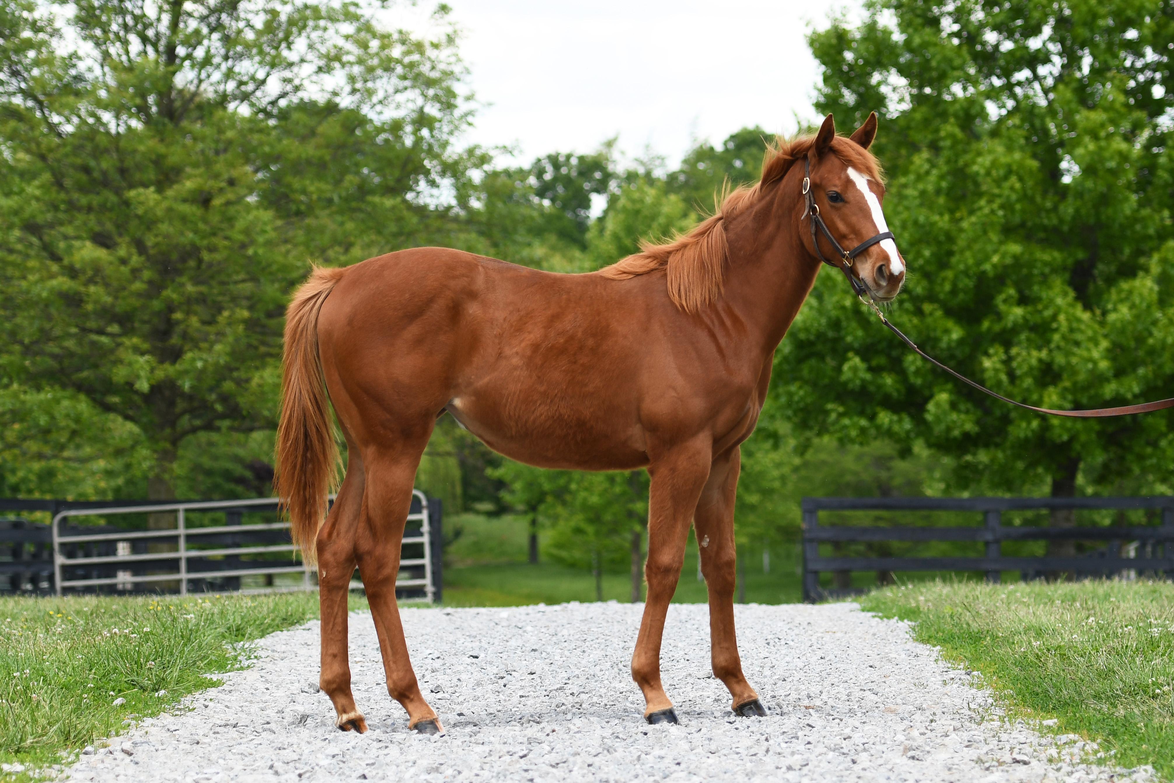 Firefly Forever, adopted, Young Female Thoroughbred.