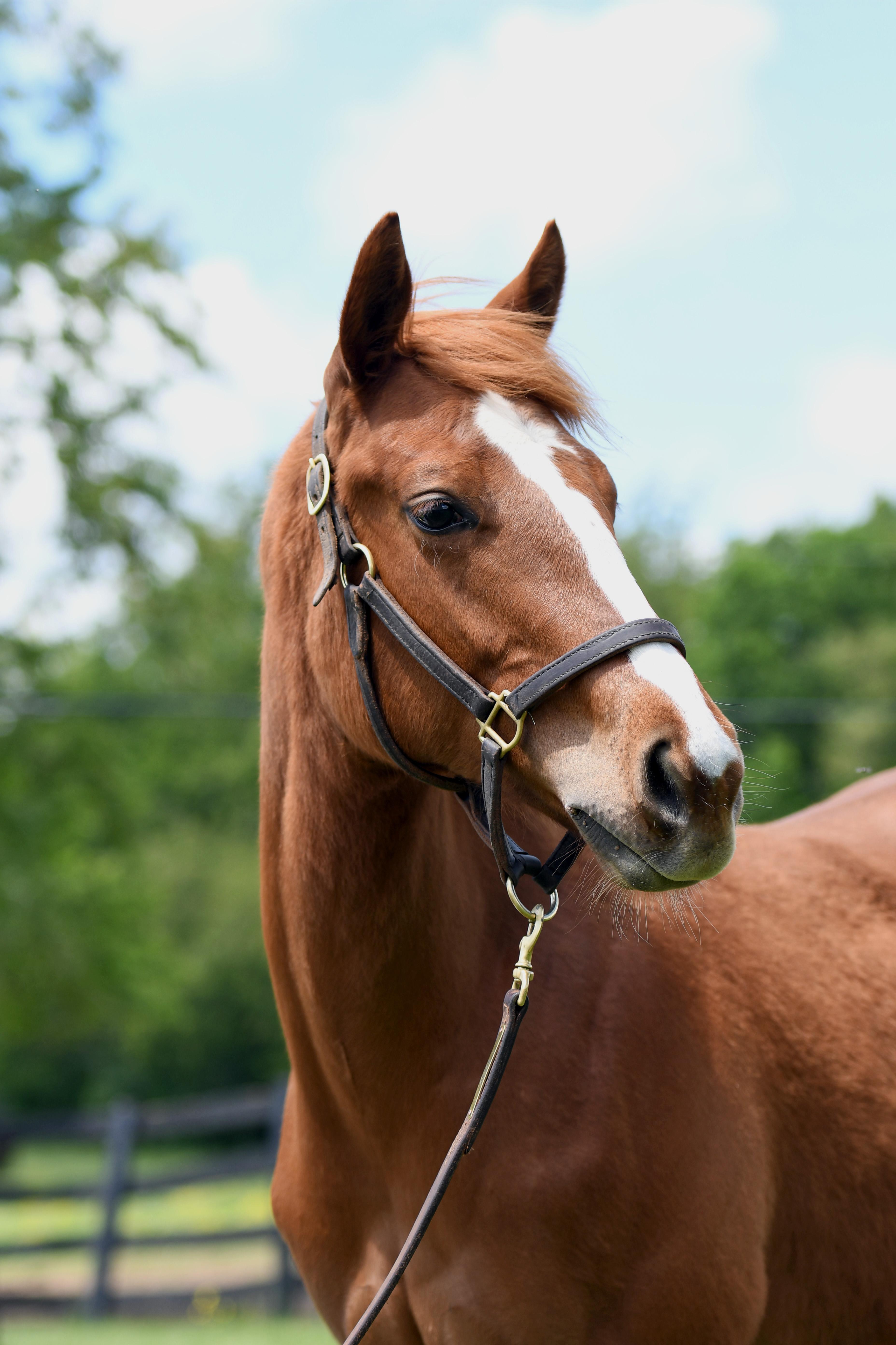 Enlarge Firefly Forever, an adopted Thoroughbred in Nicholasville, KY image 4/4