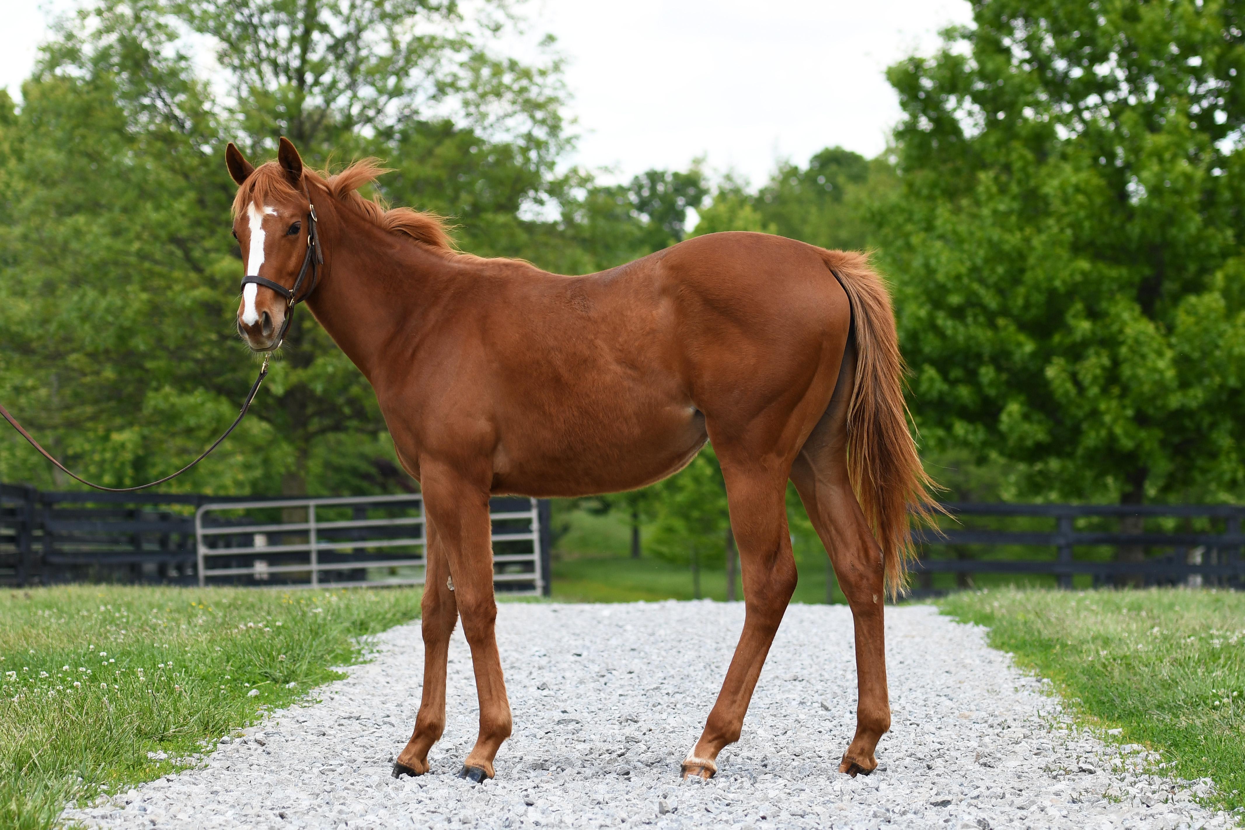 Enlarge Firefly Forever, an adopted Thoroughbred in Nicholasville, KY image 3/4